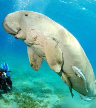 Der Dugong: Das zu den Seekühen gehörende Säugetier lebt im Indischen und Pazifischen Ozean. Wegen menschlicher Aktivitäten in den Küstengebieten wird er als schutzbedürftig angesehen.