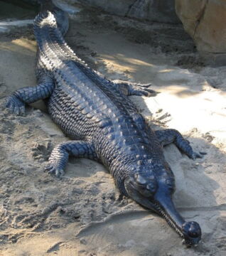 Der Gangesgavial ist durch seinen gestreckten Kiefer leicht wiederzuerkennen und zählt zu den seltesten Krokodilen weltweit. Vor allem durch die Jagd ist er aus einigen Regionen Asien verschwunden.