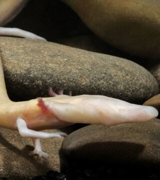 Der Grottenolm: Diese Amphibie lebt nur in den Grotten eines Bermassivs auf dem Balkan. Selten und empfindlich gegenüber Veränderungen seiner Umwelt, wird er als schutzbedürftig angesehen.