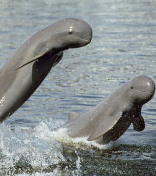 Der Irawadidelfin: diese, aufgrund ihres runden Kopfes leicht erkennbare Tierart, lebt in Südostasien. Von Delphinarien begehrt, sind einige Arten vom Aussterben bedroht.
