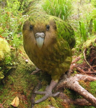 Der Kakapo: Dieser Papagei und Nachtvogel lebt nur in Neuseeland. Früher war er weit verbreitet, doch der Mensch hat seine Population sinken lassen. Heute gehört er zu den geschützten Arten.