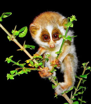 Der Loris: Dieser kleine Primat mit den großen Augen lebt in den Wäldern Indiens und Sri Lankas. Wilderei und die Zerstörung seines Lebensraums haben seine Population stark verringert.