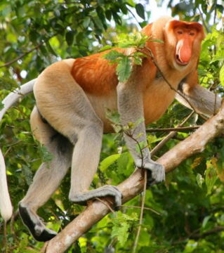 Der Nasenaffe stammt aus den Wäldern Borneos und ist wegen seiner besonderen Nase leicht zu erkennen. Er ist vor allem aufgrund des Verlusts seines Lebensraums in Gefahr.