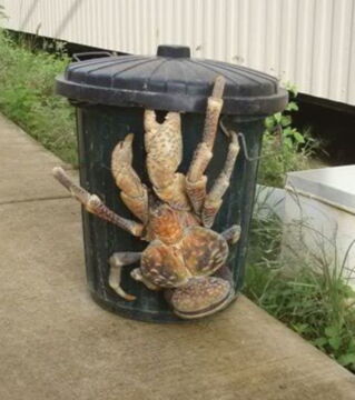 Der Palmendieb ist der größte Gliederfüßer an Land. Er lebt im Indischen und Pazifischen Ozean und ist in einigen Regionen als Delikatesse begehrt.