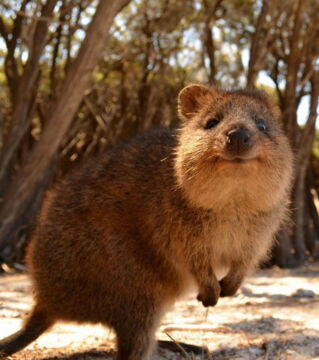 Der Quokka: Das kleine Beuteltier ist für sein lächelndes Gesicht berühmt und lebt nur in Australien. Es gilt wegen seines begrenzten Lebensraums als schutzbedürftig.