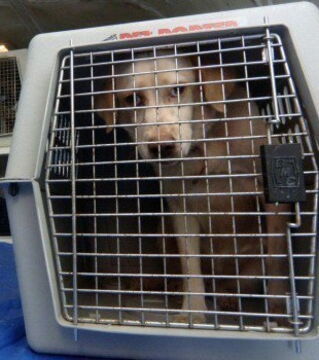 Die Fluggesellschaften geben ihr Bestes, um gut mit den Tieren umzugehen. Trotzdem schmerzen ihre armen Ohren unheimlich während des Flugs!