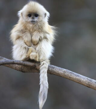 Die Goldstumpfnase: Der kleine Primat kommt aus Asien und ist aufgrund des Verlusts seines Lebensraums vom Aussterben bedroht.