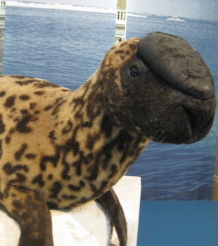 Die Mützenrobbe, die nur im Nordatlantik lebt, ist durch die Zwiebel auf ihrem Kopf bekannt. Opfer einer erheblichen Jagd, ist ihre Population im Laufe des letzten Jahrhunderts stark gesunken