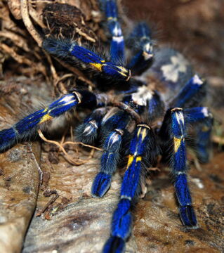 Die Poecilotheria metallica ist durch ihre intensive Farbe erkennbar und lebt ausschließlich in Indien. Die bereits seltene Spinne ist noch bedrohter, seitdem sie bei Sammlern beliebt ist.