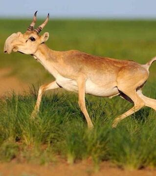 Die Saiga: Diese Antilope mit der charakteristischen Schnauze lebt in Europa und in Asien. Ihre Population erlebte im 20. Jahrhundert einen Einbruch, heute ist sie in großer Gefahr.