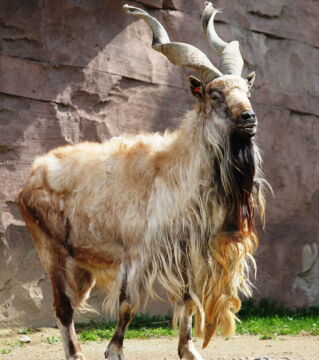 Die Schraubenziege stammt aus Asien und trägt gedrehte Hörner zur Schau. Die Population des Nationaltiers von Pakistan ist stark gesunken und von nun an geschützt.