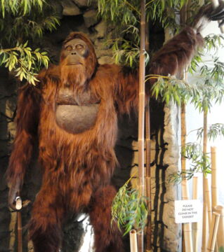 Gigantopithecus: Der größte der Menschheit bekannte Primat. Er soll vor knapp 9 Millionen Jahren noch gelebt haben und war 3 Meter groß.