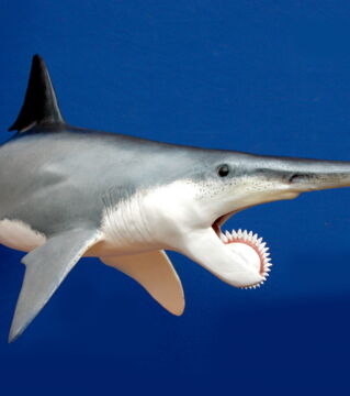 Helicoprion: Ein 12 Meter langer Fisch, so gefährlich wie ein Hai. Am unteren Kiefer hatte er eine Art Kreissäge, um seine Beute zu erledigen.