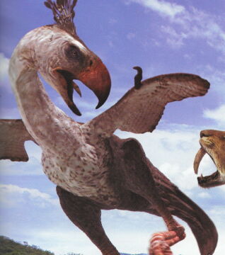 Phorusrhacos: Einer der größten Raubvögel aller Zeiten. Bis zu 2,5 Meter lang und immer bereit, seine Beute zu greifen.