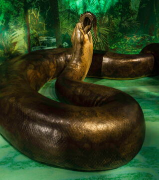 Titanoboa: Die größte Schlange aller Zeiten. Sie war ganze 16 Meter lang, zwei Tonnen schwer und lebte vor 58 Millionen Jahren.