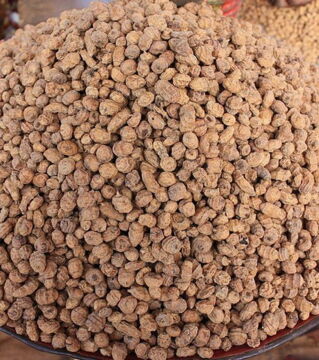 Der essbare Teil der Erdmandel oder auch Tigernuss, ist sehr beliebt, sobald er einmal getrocknet wurde