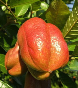 Die Aki ist die Frucht eines mittelgroßen Baumes aus der Familie der Seifenbaumgewächse. Sie kann giftig sein, wenn sie zu früh geerntet wird