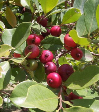 Die Erdbeerguave aus Südamerika ist eine rote Frucht, die ein weißes, cremiges Fruchtfleisch besitzt und auf der Zunge zergeht