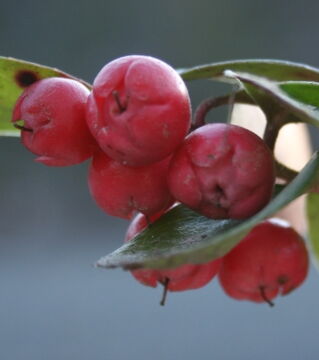 Die Frucht der Niederen Scheinbeere schmeckt trotz ihrer rötlichen Farbe leicht nach Menthol
