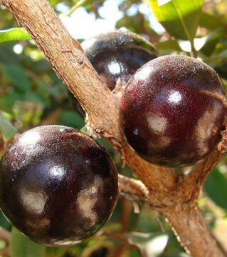 Die Jaboticaba, die ursprünglich aus Brasilien stammt, ist eine dunkelrote Frucht mit weißem,süßlichem oder rosanem,wabbeligen Fruchtfleisch,