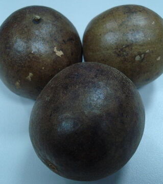 Die Luo Han Guo Frucht stammt von einer Schlingplanze aus China. Ihr Fruchtfleisch schmeckt sehr süß