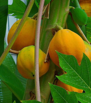 Die Papaya, die ursprünglich aus Mexiko stammt und an Papayabäumen wächst, erfreut sich auch bei uns schon größter Beliebtheit