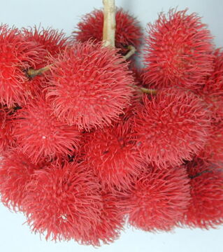 Die Rambutan oder haarige Litschi ist eine tropische Frucht aus Asien, die an einem Baum namens Nephelium lappaceum wächst. Ihr Geschmack ähnelt dem einer Rosine