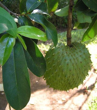 Die Stachelannone, auch Sauersack genannt, ist eine stachelige Frucht mit einem weißen, saftigen Fruchtfleisch