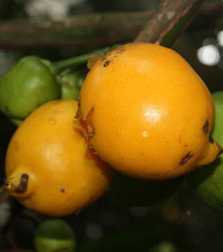Die weiße Sapote, auch mexikanischer Apfel genannt, kann verschiedene Geschmacksrichtungen beinhalten: von Banane über Pfirsich, bis hin zu Vanille