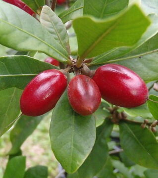 Die Wunderfrucht stammt im Original aus Westafrika, hat weißes Fruchtfleisch und schmeckt leicht säuerlich
