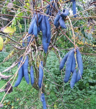 Diese blauen Bohnen, die häufig auch "Finger eines toten Mannes" genannt werden, stammen von einer Pflanze namens Blaugurke