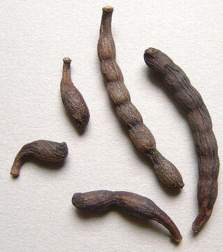 Diese getrocknete Frucht beinhaltet Selim-Kerne, die in mehreren afrikanischen Ländern als Gewürz verwendet werden