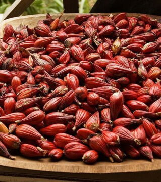Paradieskörner stammen von einer Pflanze namens Aframomum melegueta. Diese kleinen Körner sind als Gewürz sehr begehrt