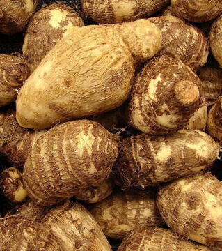 Taroknolle oder Karibenkohl ist eine Zutat, die in einigen Ländern sehr häufig benutzt wird