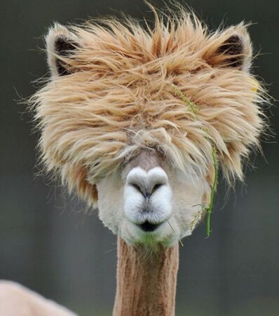 Schräge Tierfotos: Diese lustigen Tiere finden sich in merkwürdigen