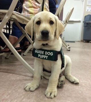 Zukünftige Diensthunde an ihrem ersten Arbeitstag: Aus ihm wird bestimmt einmal ein guter Blindenhund!