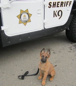 Zukünftige Diensthunde an ihrem ersten Arbeitstag: Der zukünftige Sheriff ist einsatzbereit!