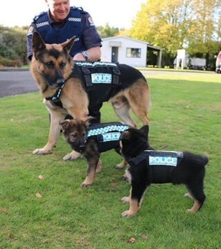 Zukünftige Diensthunde an ihrem ersten Arbeitstag: Die neuen Rekruten machen miteinander Bekanntschaft