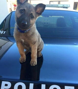 Zukünftige Diensthunde an ihrem ersten Arbeitstag: Dienstwagen? Bereit! Diensthund? Auch bereit!