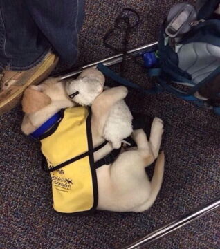 Zukünftige Diensthunde an ihrem ersten Arbeitstag: Ein wohlverdientes Päuschen mit seinem Kuscheltier...