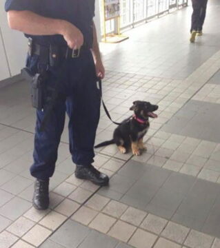 Zukünftige Diensthunde an ihrem ersten Arbeitstag: Er ist schon mit Feuereifer dabei... Und eines Tages wird er ein super Polizeihund sein!