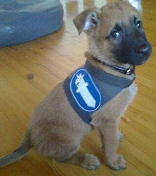 Zukünftige Diensthunde an ihrem ersten Arbeitstag: Er ist wirklich stolz auf seine neue Uniform!