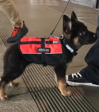 Zukünftige Diensthunde an ihrem ersten Arbeitstag: Es kann losgehen!