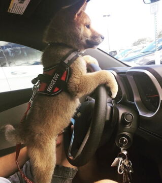 Zukünftige Diensthunde an ihrem ersten Arbeitstag: Heute ist Fahrstunde angesagt!
