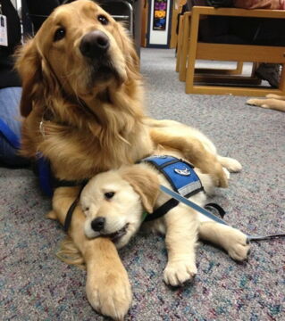 Zukünftige Diensthunde an ihrem ersten Arbeitstag: Hier wacht die Hündin noch über ihren Sprössling!