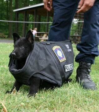 Zukünftige Diensthunde an ihrem ersten Arbeitstag: Ist die Uniform nicht vielleicht doch ein bisschen zu groß?