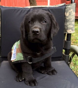 Zukünftige Diensthunde an ihrem ersten Arbeitstag: Ist er nicht mit Herz und Seele dabei?