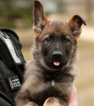Zukünftige Diensthunde an ihrem ersten Arbeitstag: Kamerad Hund, fertig zum Einsatz!