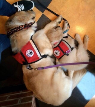 Zukünftige Diensthunde an ihrem ersten Arbeitstag: Nach einem harten Arbeitstag hat er sich so ein Schläfchen bei der Mama doch wohl verdient!