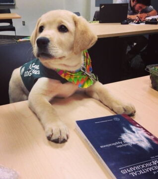 Zukünftige Diensthunde an ihrem ersten Arbeitstag: Nichts geht über ein bisschen Theorie, bevor wir das Ganze in die Praxis umsetzen